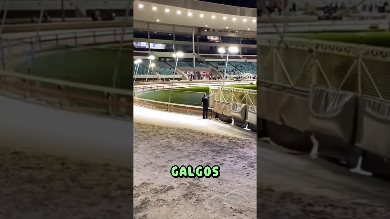 El Más Importante de Una Carrera de Galgos
